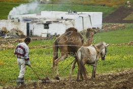 Image du Maroc Professionnelle de  Mohamed agriculteur aux environ d’El Jadida utilise une charrue tiré par un mulet et un chameau, l’emploi d’animaux de bâts de forces différentes s’impose à cause du bon voisinage des deux bêtes contrairement à deux chameaux qui perdent leur temps à se mordre à tour de rôle. Seul inconvénient le tracé de la charrue prend la forme d’un arc sur les grands champs contrairement aux lignes presque droites habituelles. Jeudi 3 Mars 2005. (Photo / Abdeljalil Bounhar) 